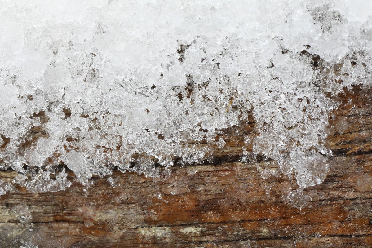 Fresh snow beginning to melt on the trunk of a Scots pine log (Pinus sylvestris) on the Findhorn Hinterland yesterday.