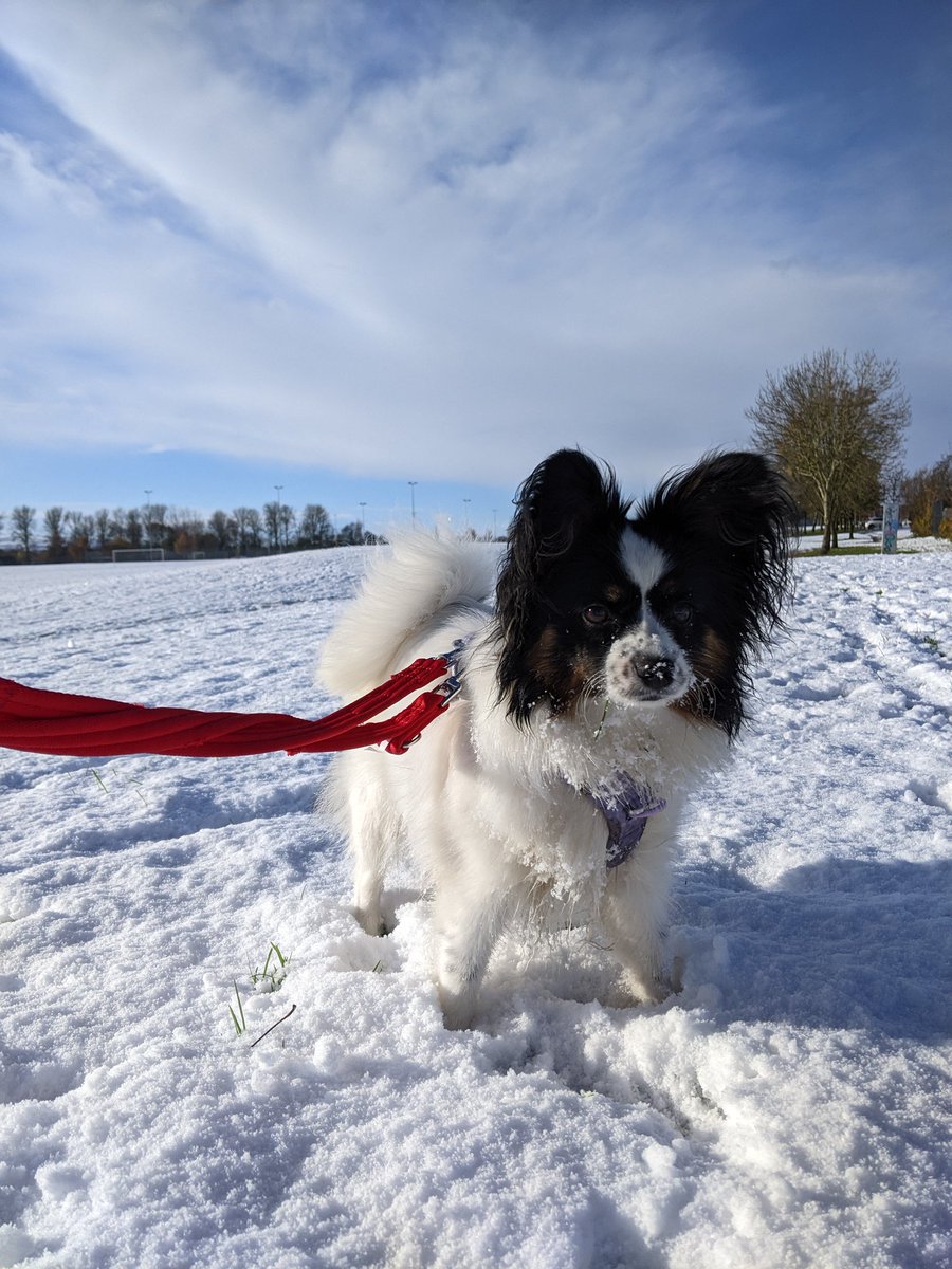 DogCastRadio's tweet image. How cold is too cold to walk your dog? 

Great advice from Carolyn Menteith and tails.com

@CarolynMenteith

#dog #dogadvice #dogsofwinter #dogsinsnow #doglife #snowdog #uksnow2025 #doglover #walkies #dogwalking 

 dogcastradio.com/content/how-co…