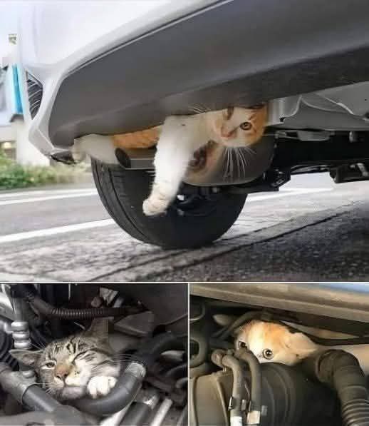 It is getting cold out. Remember to check you vehicles this cold season.