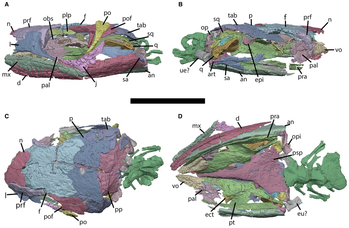 First paper of the New Year! out with Xavier Jenkins et al....<a href="/_gondwannabe_/">Brandon Peecook</a> 

Read all about the recumbirostran "microsaur" Hapsidopareion here, the sinking of the genus Llistrofus and the ever-changing phylogeny of Recumbirostra :) 
onlinelibrary.wiley.com/doi/10.1002/sp…