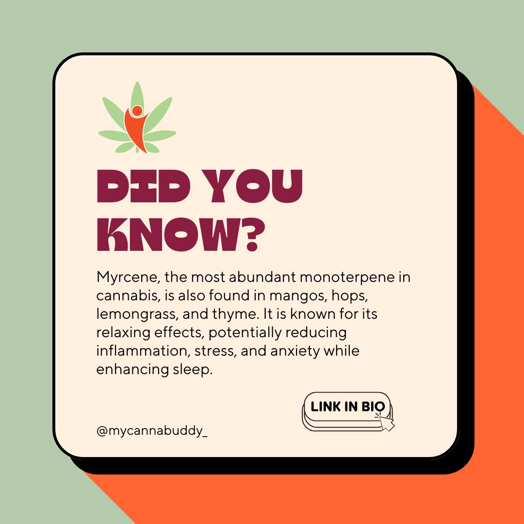 Did you know? 🌿 Myrcene, a terpene found in cannabis, mangos, and hops, is known for its relaxing effects. Learn more about this earthy, fruity compound on our blog! 🍃 ow.ly/oF0650UB7nI