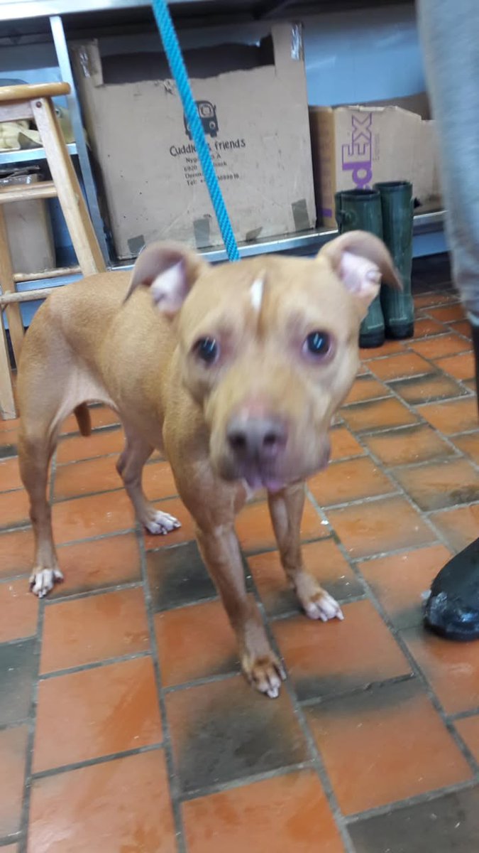 Please retweet to help Daisy find a home #STOKE #UK 
Available for adoption from Stoke City Dogs Home✅
Daisy is a 7 year old Staffie Cross, she has come into us because her owner is moving and cannot take her to the new home  (landlord) 🙁
Daisy's owner has told us that she is