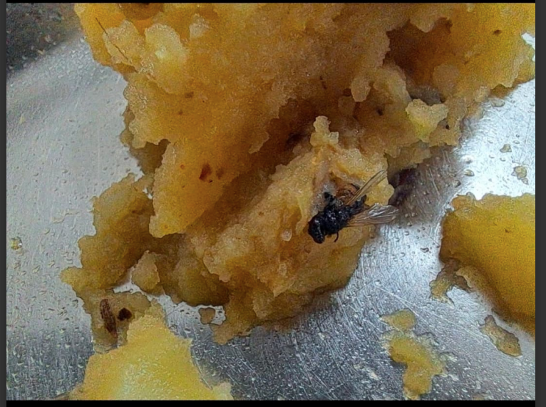 worstfoodiitism's tweet photo. The food quality at Aquamarine Hostel IIT ISM Dhanbad is worst than that of any private college. Insects, wires, and hair are regularly found in meals. Despite repeated complaints to the DSW and hostel warden, no action has been taken. @IITISM_DHANBAD @MOFPI_GOI @MoHFW_INDIA https://t.co/LVooT6Q48a