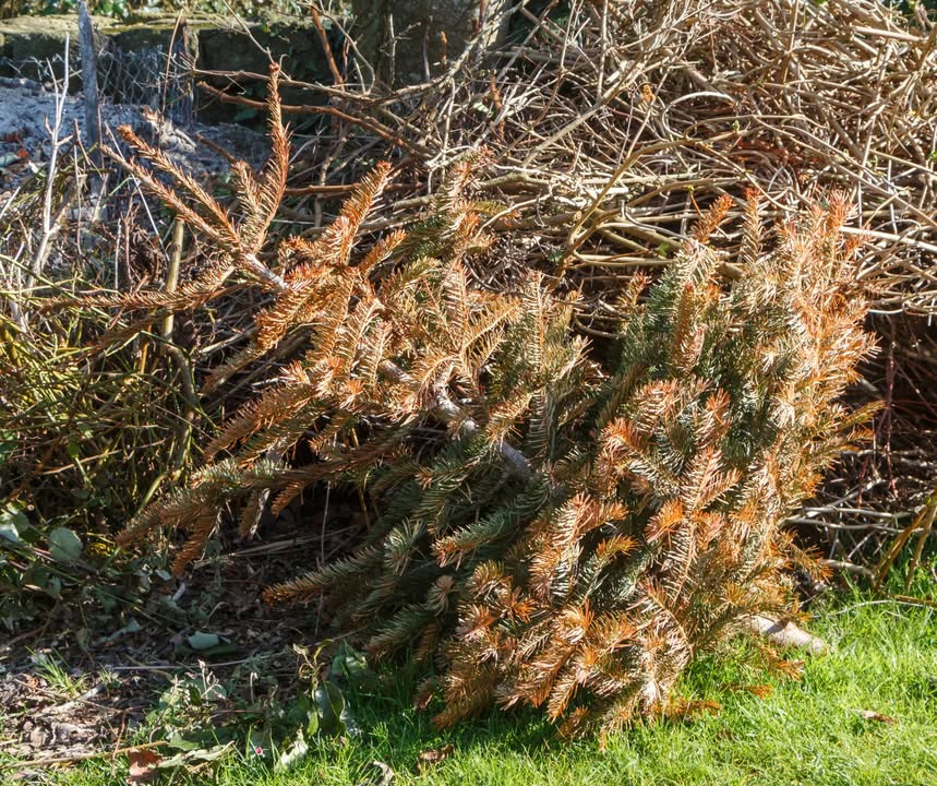 Is your old Christmas tree still hanging around? 🎄

Don't get rid of it just yet! There are plenty of ways to give it new life and help butterflies and moths, from habitat piles to fruit feeders. 🦋

Here are just a few ideas 👉 wild-spaces.co.uk/how-to-use-you…

#WildSpaces