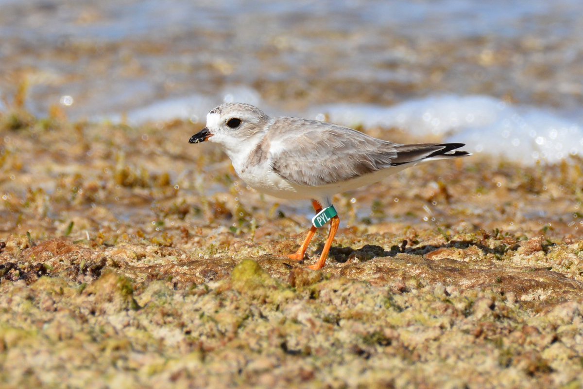 VT Shorebird Program tweet media