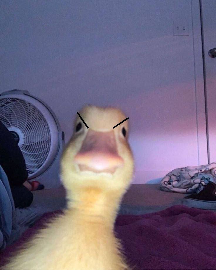 smaltryk's tweet photo. what the quack 
send higher everything 
$harold https://t.co/doquFdiEbK