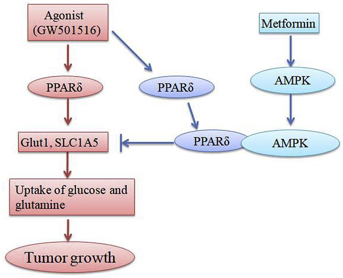 Socrates_31's tweet photo. 💡 The potential role of metformin in cancer treatment:
✔️ Blocking energy production in tumor cells
A common drug, new hopes.
#Science #Desci #Oncology #Metformin @metforminsol $Met

https://t.co/hjnWJgKeyu https://t.co/QsKjy5saZ4