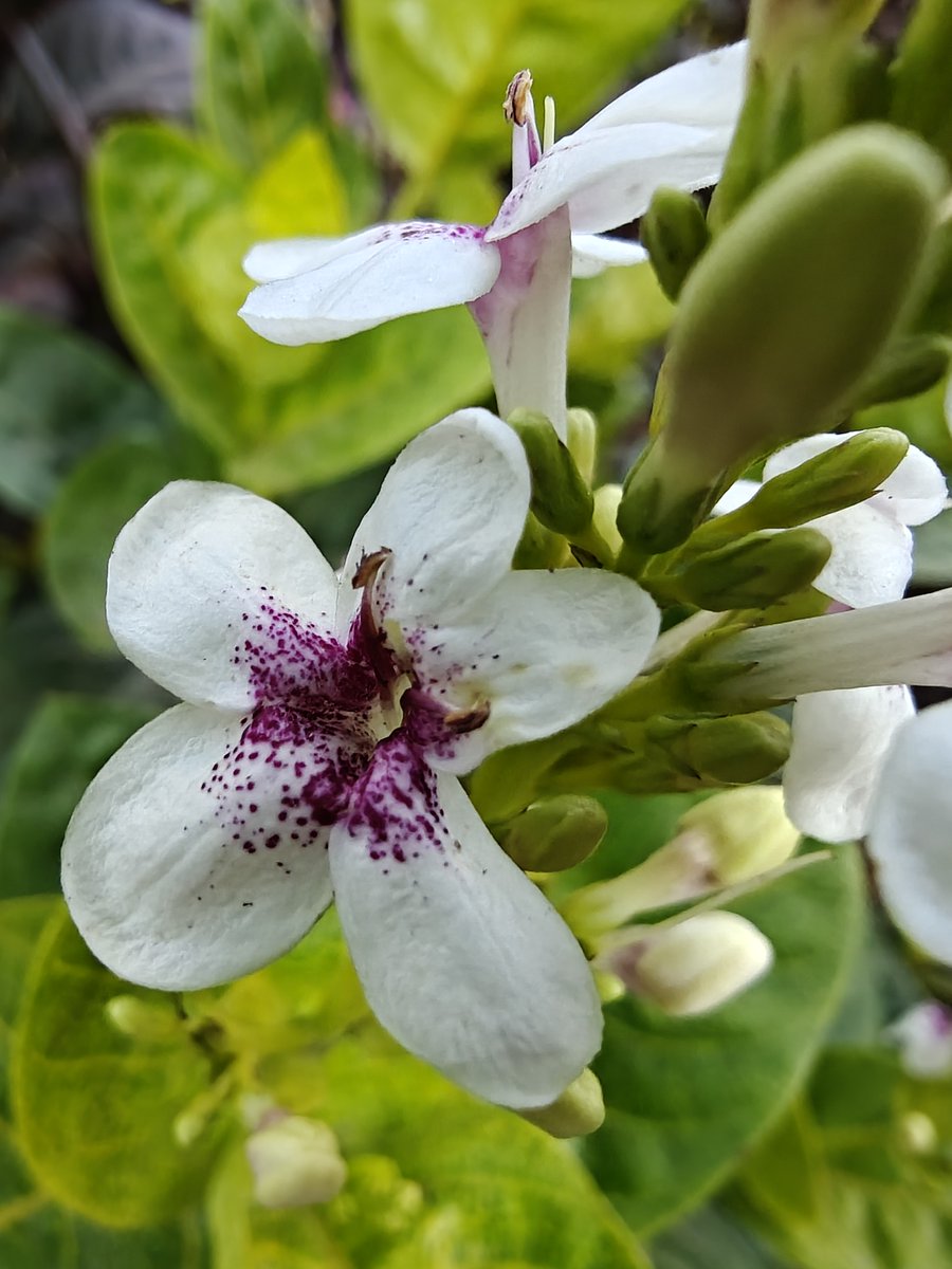 quick_bitss's tweet image. OnePlus 13 Camera Samples

Rate it out of 10
