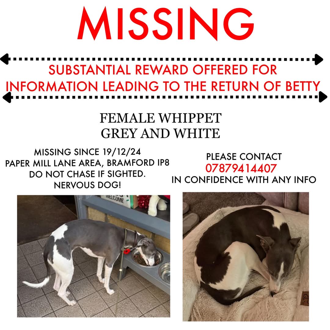 AdoptionsUk's tweet photo. Please retweet to help find Betty, MISSING from #BRAMFORD #IPSWICH #SUFFOLK #IP8
LARGE REWARD FOR INFORMATION LEADING TO RETURN 🐶🐶🐶
BETTY, a small grey/white Whippet escaped in Paper Mill Lane #Bramfor approx 3.30pm 19 December 2024. She will be nervous. She is unfamiliar with the area. She has a very distinctive mark on her rear body. If seen do not chase, please call number asap.
Details or contact👇
https://t.co/AhsIbS2c4g
☎️ 07879414407
#dogs #dog #Whippet #Whippets #adoptdontshop #MissingWhippet @MissingPetsGB @SAMPAuk_ @missingdogwales @DogLost_UK @millypod1 #England #Wales #Scotland #NorthernIreland @APDAWG1 #Betty