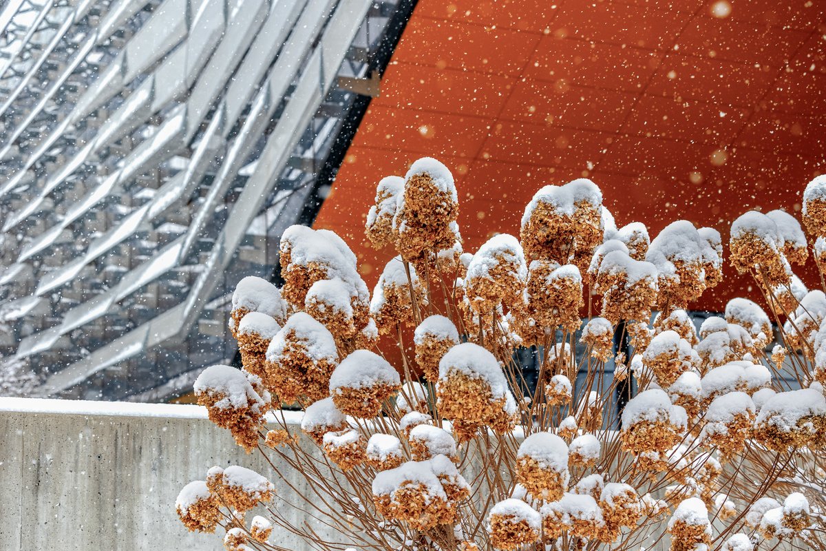 Cornell's tweet photo. Fresh snow, fresh perspective. Here's to seeing the world a little differently this year. ❄️🧤🐾 https://t.co/HcZvuSgJgY