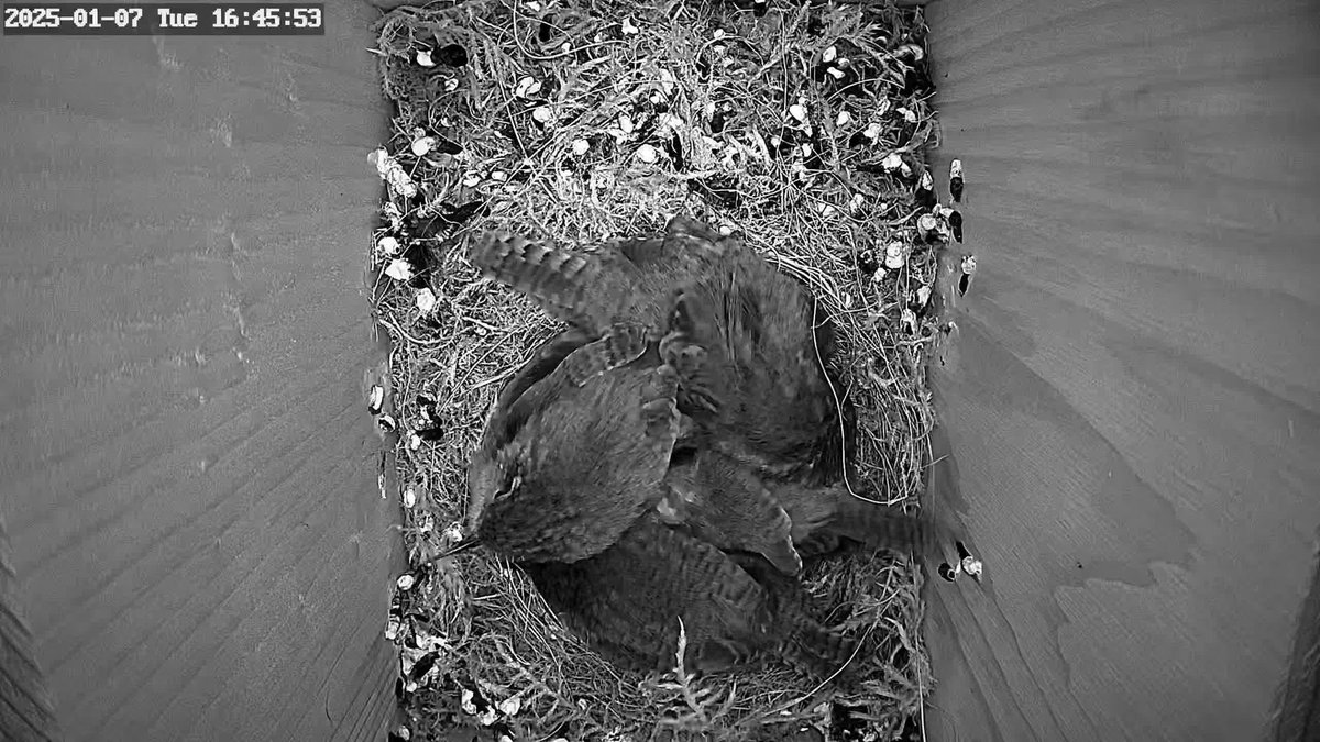 It's going to be a cold one. A 4 Wren night! <a href="/SussexBirding/">Sussex Birding</a>