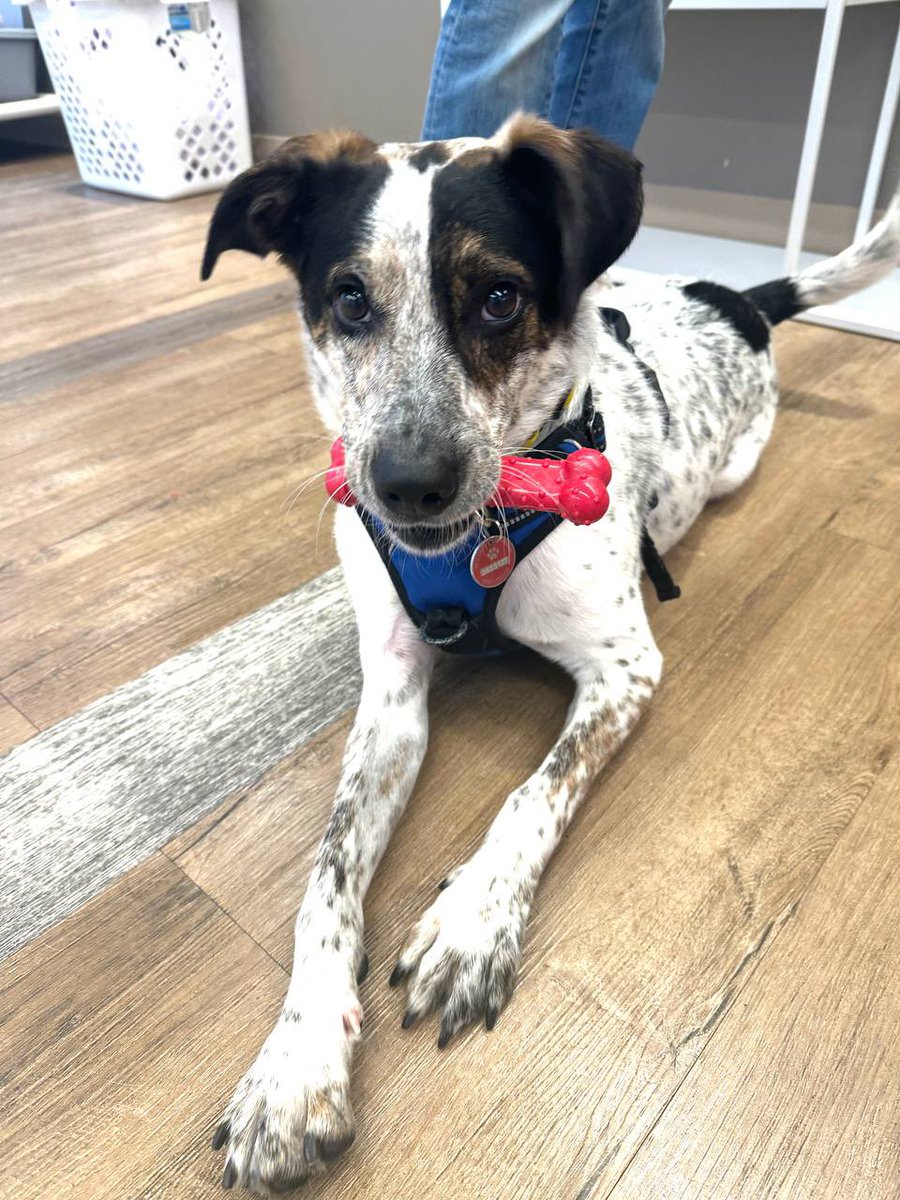 This beautiful 3-yr-old boy is Iceburg! Iceburg has had a lot of instability in his life so it takes him a little time to feel comfortable with new people. But once he does, he’s a friendly, silly boy who loves to be by your side &amp; loves other dogs! Meet him in Westhampton!