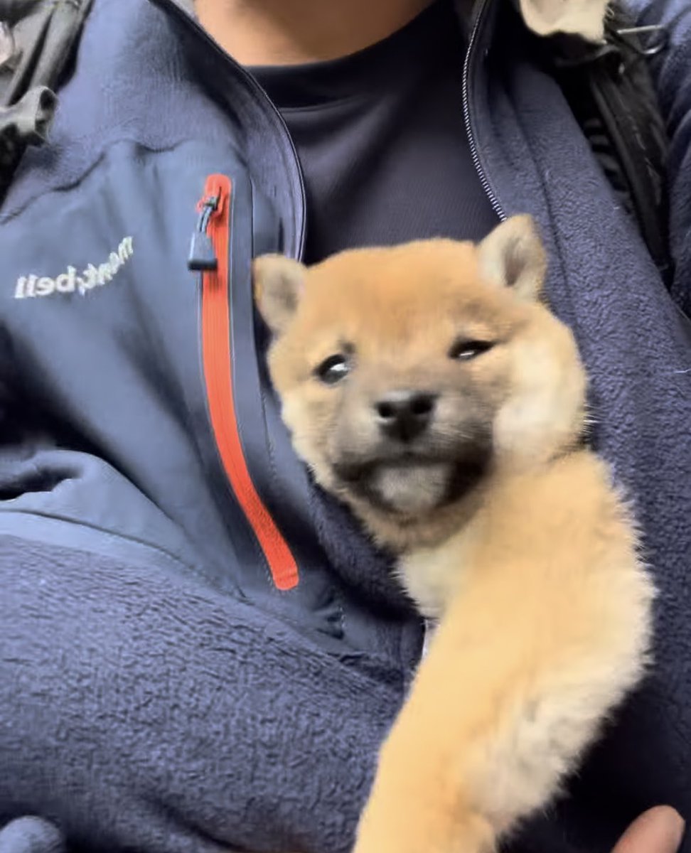Sevrothegoat22's tweet photo. @blknoiz06 The $SAN community is one of the strongest communities I’ve ever seen after such a short amount of time.
It’s not hard to have this much conviction in such an adorable and viral baby Shiba, though, especially not one with a story like San’s! https://t.co/cDaYviRPmO