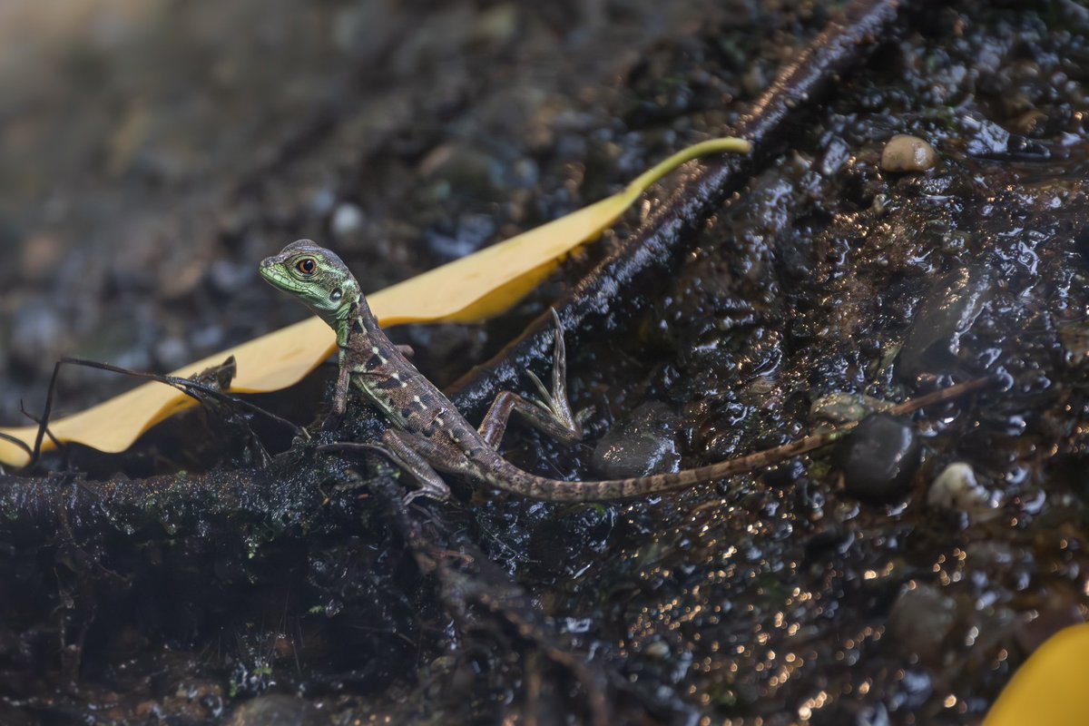 🦎✨ Jungtier bei den Stirnlappenbasilisken

Im Vivarium des Dählhölzli-Zoo leben sie frei und fühlen sich so wohl, dass regelmässig Nachwuchs schlüpft. 🌿💚

📷 Naelle Honegger

#Stirnlappenbasilisk #Dählhölzli #Bern