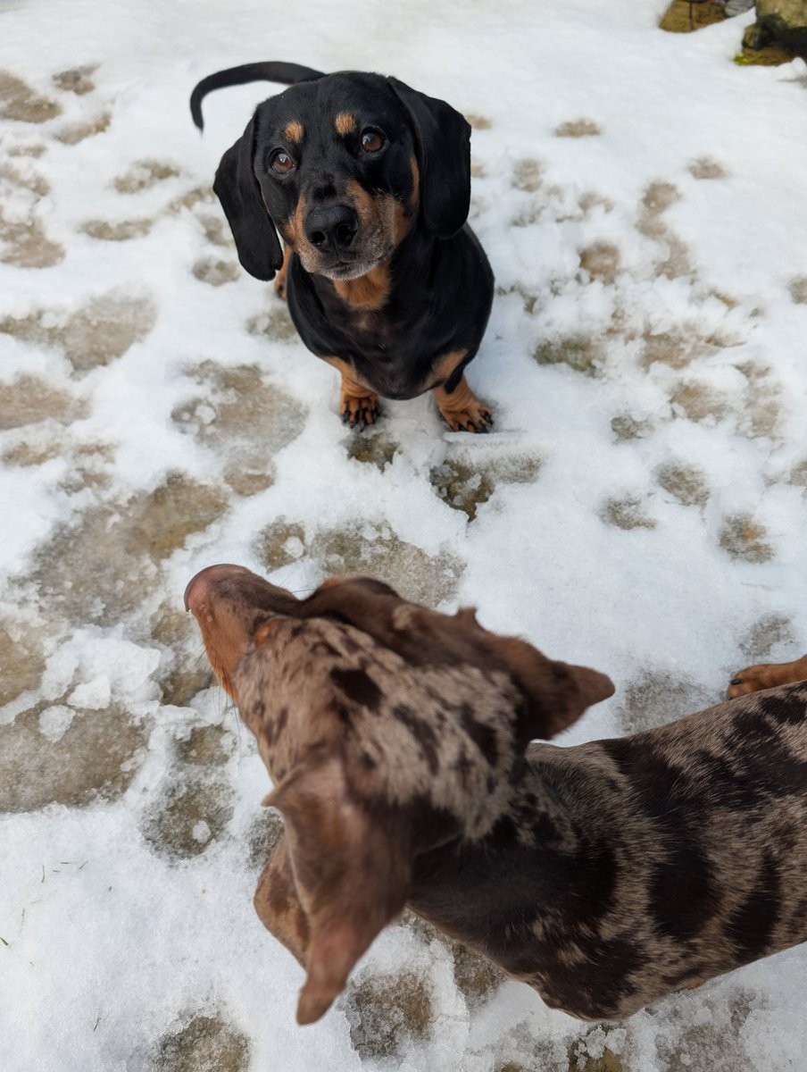 wendymurphymufc's tweet image. The snow was back today 🥶 
Oreo and Twix loving it 
#januarysnow #myboys