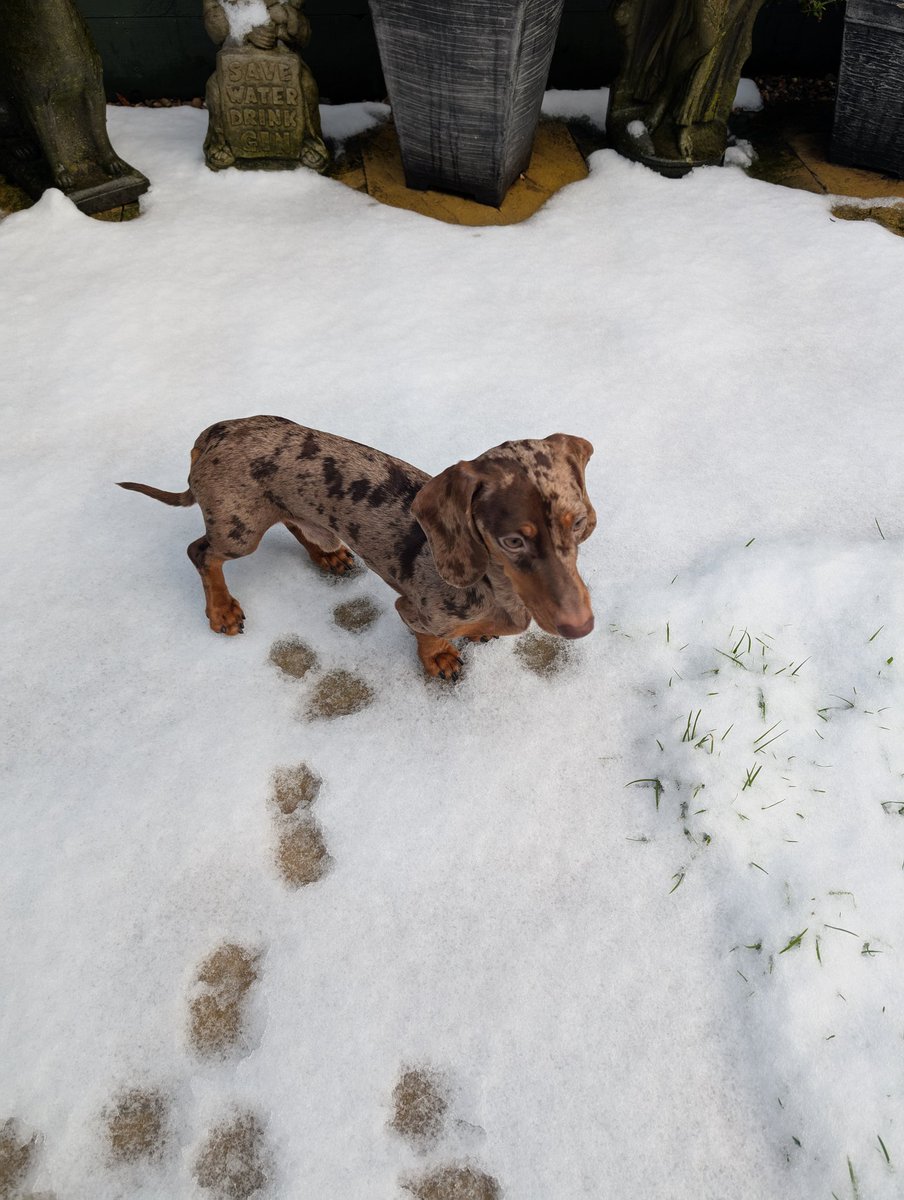 wendymurphymufc's tweet image. The snow was back today 🥶 
Oreo and Twix loving it 
#januarysnow #myboys