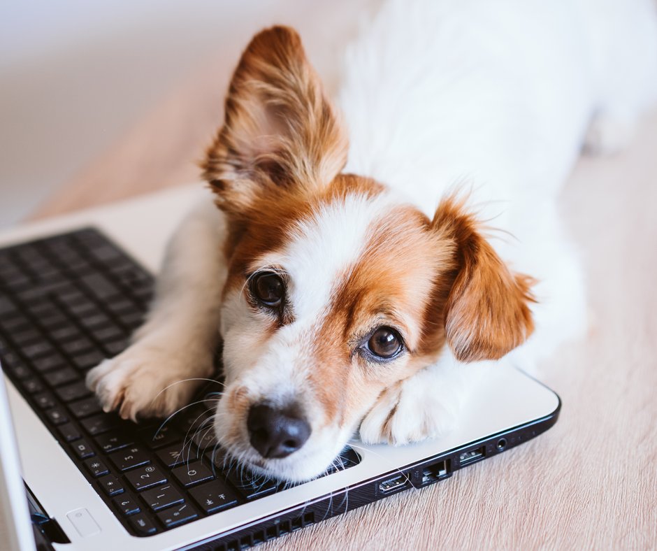 Millpledge Veterinary tweet media