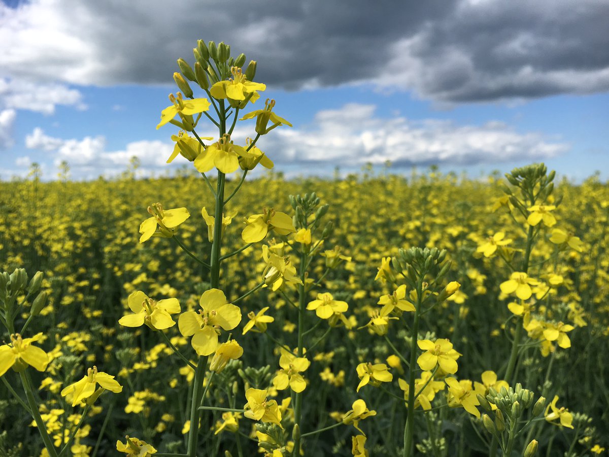 Haven’t taken the annual <a href="/CanolaWatch/">CW Jay Whetter</a> exam yet? Good news: there’s still time! Complete the 2024 exam now and earn CEU credits for 2025.

The exam has five sections, worth 1 CEU credit each.

Take the exam here: canolacouncil.org/canola-watch/t…