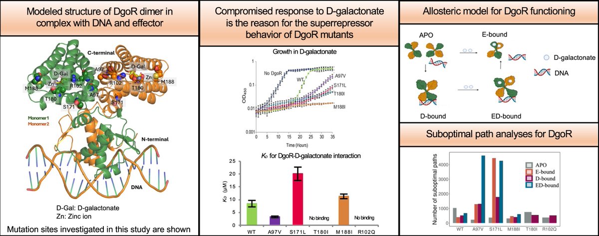 Rachna Chaba (@chabarachna) on Twitter photo 1/2 Elated to share our collaborative work with Monika Sharma <a href="/PlakshaUniv/">Plaksha University</a> in <a href="/NAR_Open/">Nucleic Acids Res</a> We used a combination of genetics, biochemical and simulation studies to probe allostery in E. coli DgoR, a GntR/FadR family transcriptional regulator. <a href="/DBS_IISERM/">Dept. of Biological Sciences (DBS), IISER Mohali</a> doi.org/10.1093/nar/gk… 1/2 Elated to share our collaborative work with Monika Sharma <a href="/PlakshaUniv/">Plaksha University</a> in <a href="/NAR_Open/">Nucleic Acids Res</a> We used a combination of genetics, biochemical and simulation studies to probe allostery in E. coli DgoR, a GntR/FadR family transcriptional regulator. <a href="/DBS_IISERM/">Dept. of Biological Sciences (DBS), IISER Mohali</a> doi.org/10.1093/nar/gk…