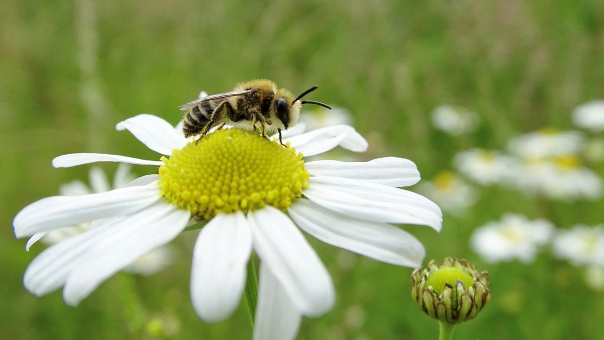 Do you work for or volunteer with a museum? Are you interested in supporting #biodiversity on the site? 🐞🌱 

We'll be sharing our experience of doing just that! 
Join us Thursday 23 January (2:30 - 3:30pm): eventbrite.co.uk/e/enhancing-bi…

#NMCCbiodiversity