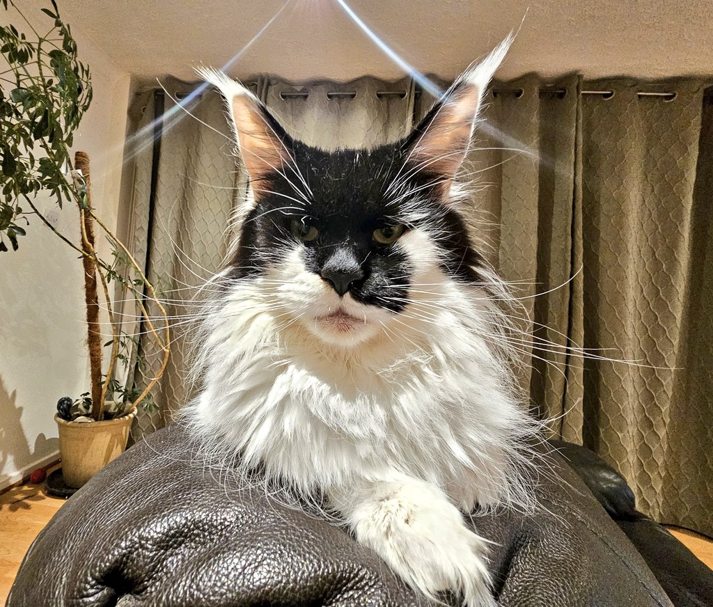 GremlintheFloof's tweet photo. Hello friends. Sorry we've been away for so long. Hope you've all been spoilt over the holidays by your humans.
#Hedgewatch #kali #gremlin #badpanda https://t.co/wUWN9XRbAo