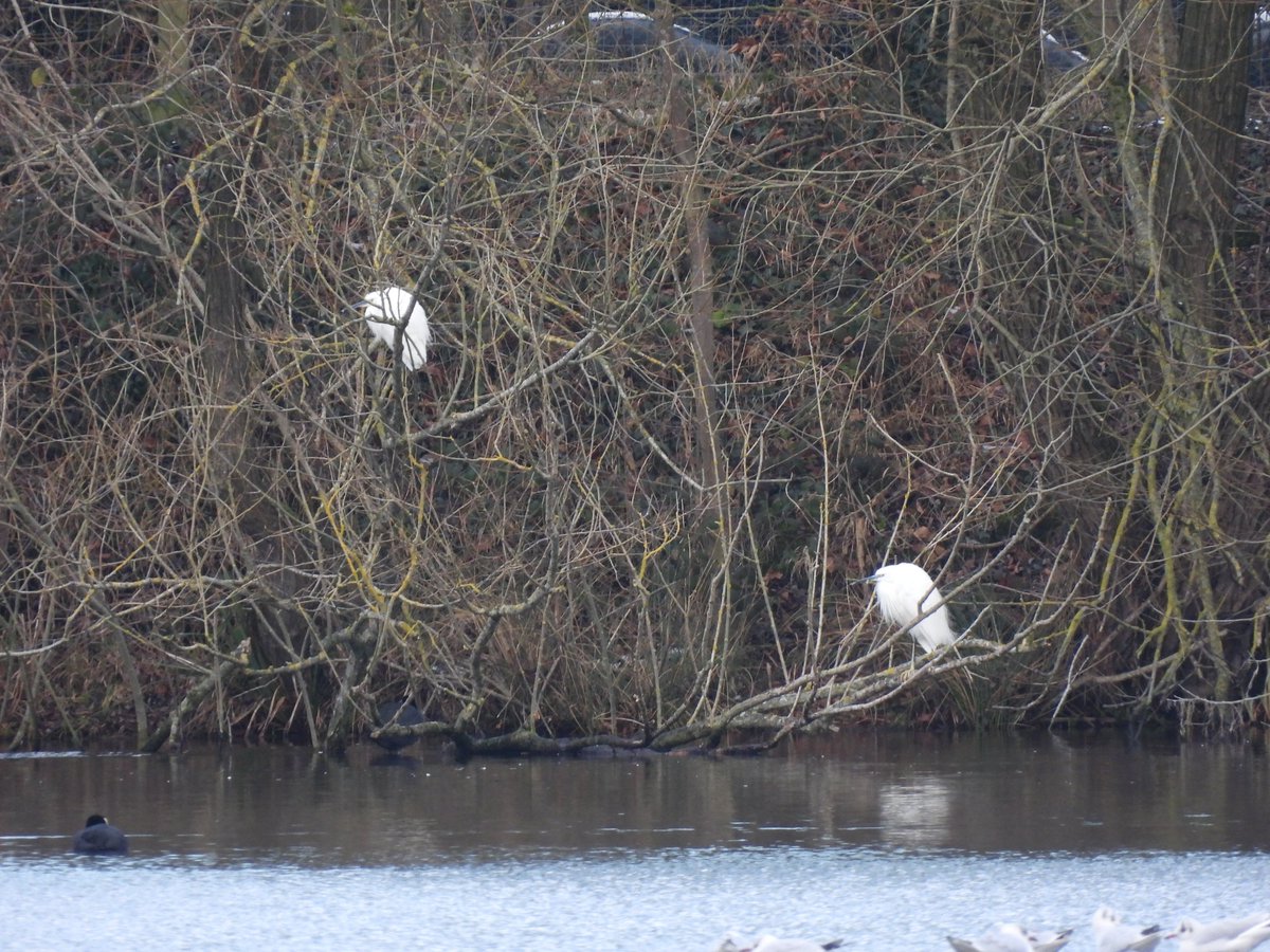 The highlight this morning was two Little Egrets on the North lake. Lots of Coot and Tufted Duck with a small number of Goldeneye also on the North lake.