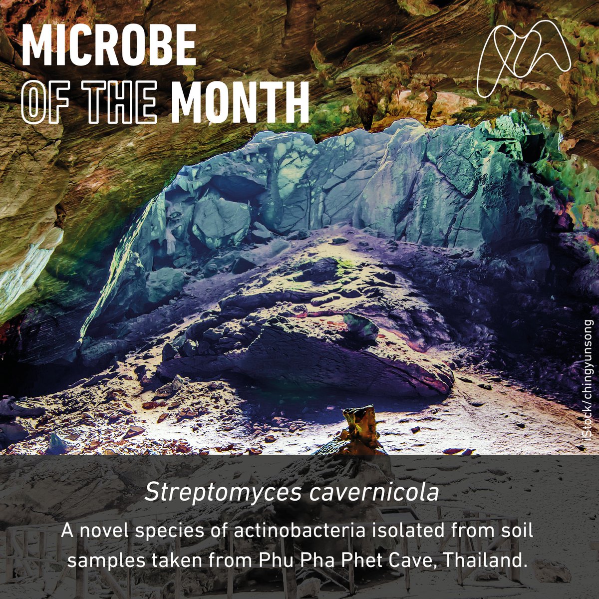 In the past decade microbiologists have been investigating microbes found in caves in the hopes that they may find new taxa. They did exactly that, and found our Microbe of the Month alongside two other new species in a cave in Thailand. Find out more here microb.io/3DWcaXd