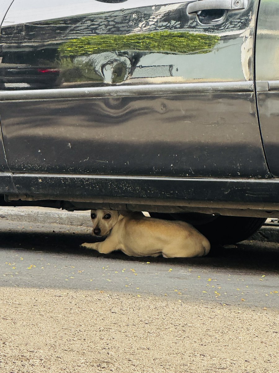 Vecinos, hay un perrito blanco perdido y asustado, por favor ayúdennos a compartir, se encuentra en la calle de Azores entre Necaxa y Miguel Laurent justamente afuera del colegio Merino.

La foto fue tomada hace unos minutos a las 11:35.