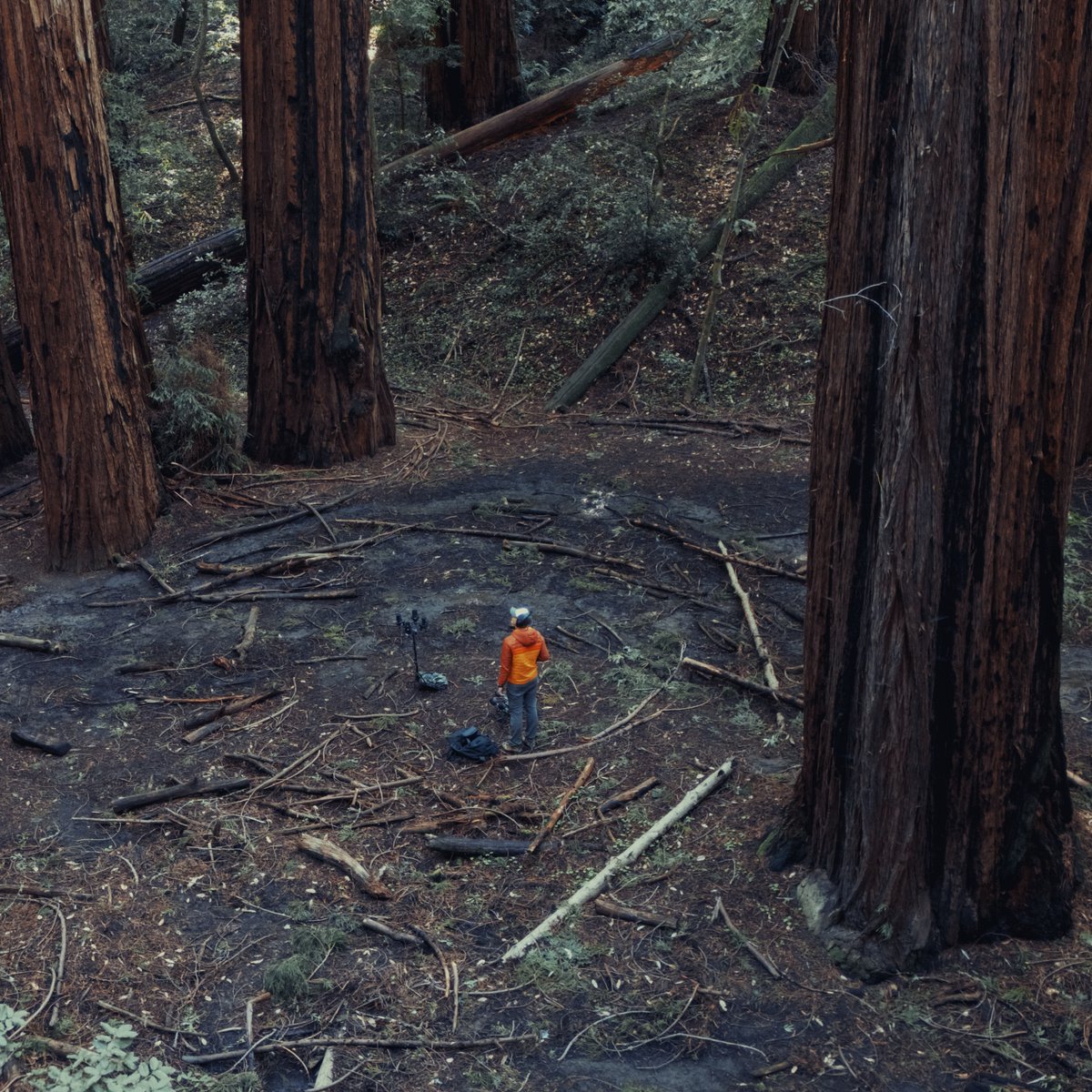 Recording the subtle sounds of almost silent spaces in this Redwoods cathedral with one of the quietest mics in the world (the <a href="/LewittAudio/">LEWITT</a> LCT 540 S). I was able to hear a phenomenon I'm calling "needle rain". I couldn't hear it with my naked ear, only with these mics. Hear it: