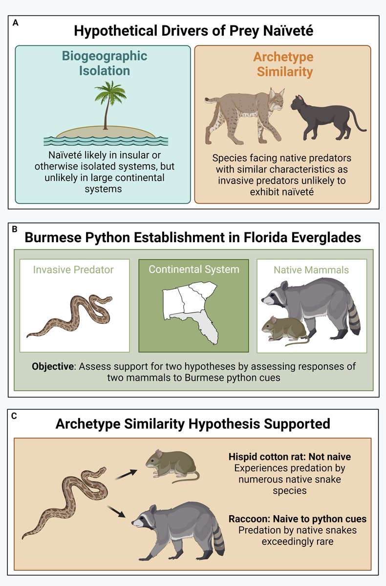 Journal of Animal Ecology (@animalecology) on Twitter photo "Our research addresses a critical gap in our understanding of prey naïveté. Through field-based foraging experiments, we investigated why this phenomenon occurs following the introduction of an invasive predator..."
Read the full paper by <a href="/rkmckee14/">Rebecca McKee</a> here: buff.ly/4fMiXzZ "Our research addresses a critical gap in our understanding of prey naïveté. Through field-based foraging experiments, we investigated why this phenomenon occurs following the introduction of an invasive predator..."
Read the full paper by <a href="/rkmckee14/">Rebecca McKee</a> here: buff.ly/4fMiXzZ