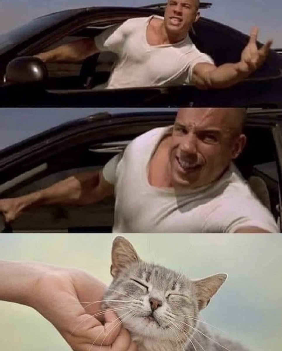 gatos fazendo gatices (@gatinarios) on Twitter photo 