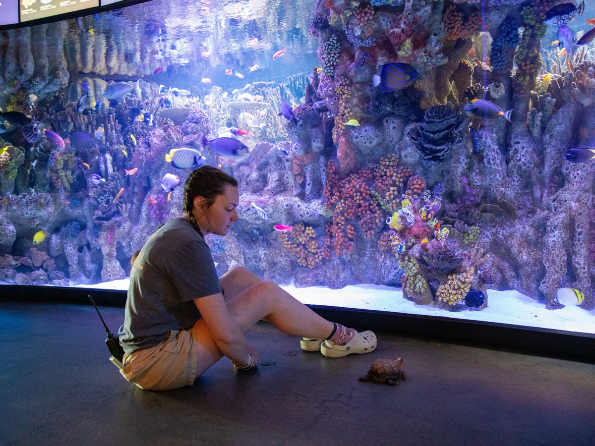 NEAQ's tweet image. Jack, our #EasternBoxTurtle, is back for some exciting enrichment! 📦🐢

• Diet: A mix of worms, fruits, &amp;amp; veggies.
• Habitat: Natural substrates for digging &amp;amp; burrowing.
• Exploration: Guided walks around the Aquarium, meeting new exhibits &amp;amp; faces!

#TurtleFacts