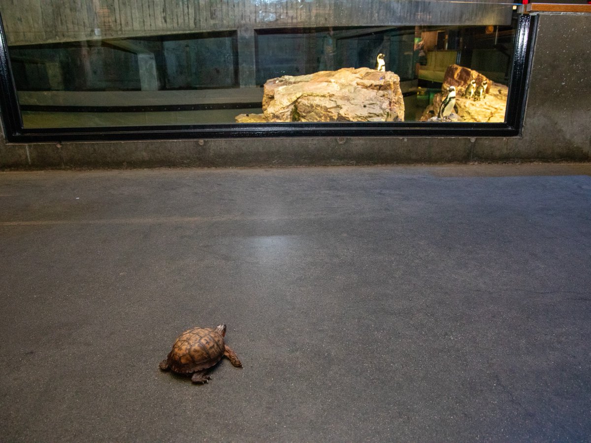 NEAQ's tweet image. Jack, our #EasternBoxTurtle, is back for some exciting enrichment! 📦🐢

• Diet: A mix of worms, fruits, &amp;amp; veggies.
• Habitat: Natural substrates for digging &amp;amp; burrowing.
• Exploration: Guided walks around the Aquarium, meeting new exhibits &amp;amp; faces!

#TurtleFacts