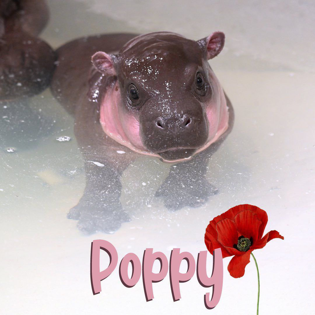 PoppyTheHippo's tweet photo. @VitalikButerin Hi Vitalik, we know you love Hippo’s! 

We sent you 3% supply on behalf of $POPPY! 

We would love to see that supply used for charity! https://t.co/IjrRMIWfmV