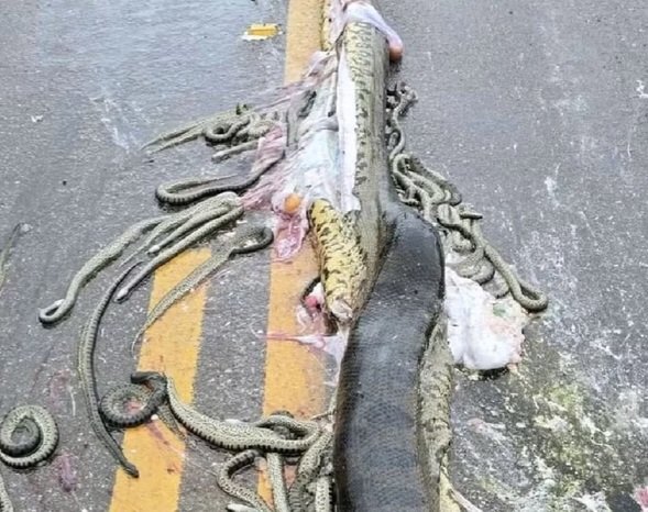 HerreraNews1's tweet photo. 🚨LAMENTÁVEL: Uma sucuri-verde de cinco metros foi encontrada morta após ser atropelada na rodovia MT-338, em Porto dos Gaúchos, no Mato Grosso, na segunda-feira, 6 de janeiro. 

No momento do impacto, a cobra ejetou 40 filhotes, mas nenhum deles sobreviveu. https://t.co/3pYKML8q4L