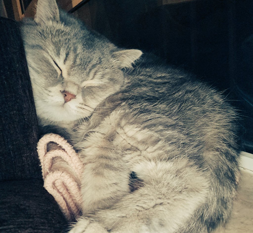 hayvanlar mı vahşi yoksa insanlar mı hayvanları vahşileştiren?