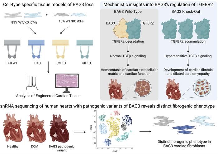 Gordana Vunjak-Novakovic (@gvnlab) on Twitter photo Our manuscript detailing a mechanism of cardiac fibrosis caused by the loss of BAG3 is now out in <a href="/jclinicalinvest/">Journal of Clinical Investigation</a>! Congrats to co-leads <a href="/BryanZWang/">Bryan Wang</a> & <a href="/MaggieMorsink/">Margaretha Morsink</a>, & grateful for collaborators in the @GOuditresearch, <a href="/fineheartlab/">FineLab</a>, & Seidman labs!
jci.org/articles/view/… Our manuscript detailing a mechanism of cardiac fibrosis caused by the loss of BAG3 is now out in <a href="/jclinicalinvest/">Journal of Clinical Investigation</a>! Congrats to co-leads <a href="/BryanZWang/">Bryan Wang</a> & <a href="/MaggieMorsink/">Margaretha Morsink</a>, & grateful for collaborators in the @GOuditresearch, <a href="/fineheartlab/">FineLab</a>, & Seidman labs!
jci.org/articles/view/…