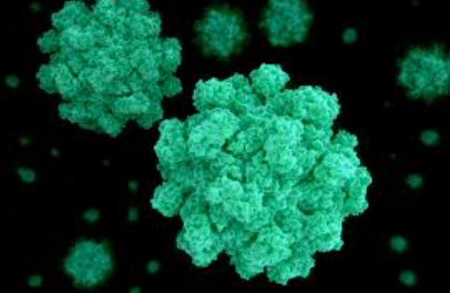 André Picard (@picardonhealth) on Twitter photo A #Norovirus Vaccine Is Needed, Now, by <a href="/acsifferlin/">Alexandra Sifferlin</a> nytimes.com/2025/01/07/opi… via @NYTopinion A #Norovirus Vaccine Is Needed, Now, by <a href="/acsifferlin/">Alexandra Sifferlin</a> nytimes.com/2025/01/07/opi… via @NYTopinion