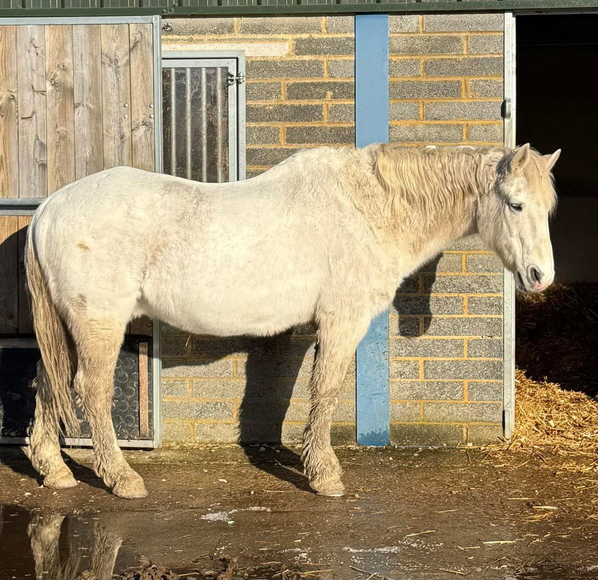 Phoenix is enjoying the rare sunshine this morning with his rug off. 💕