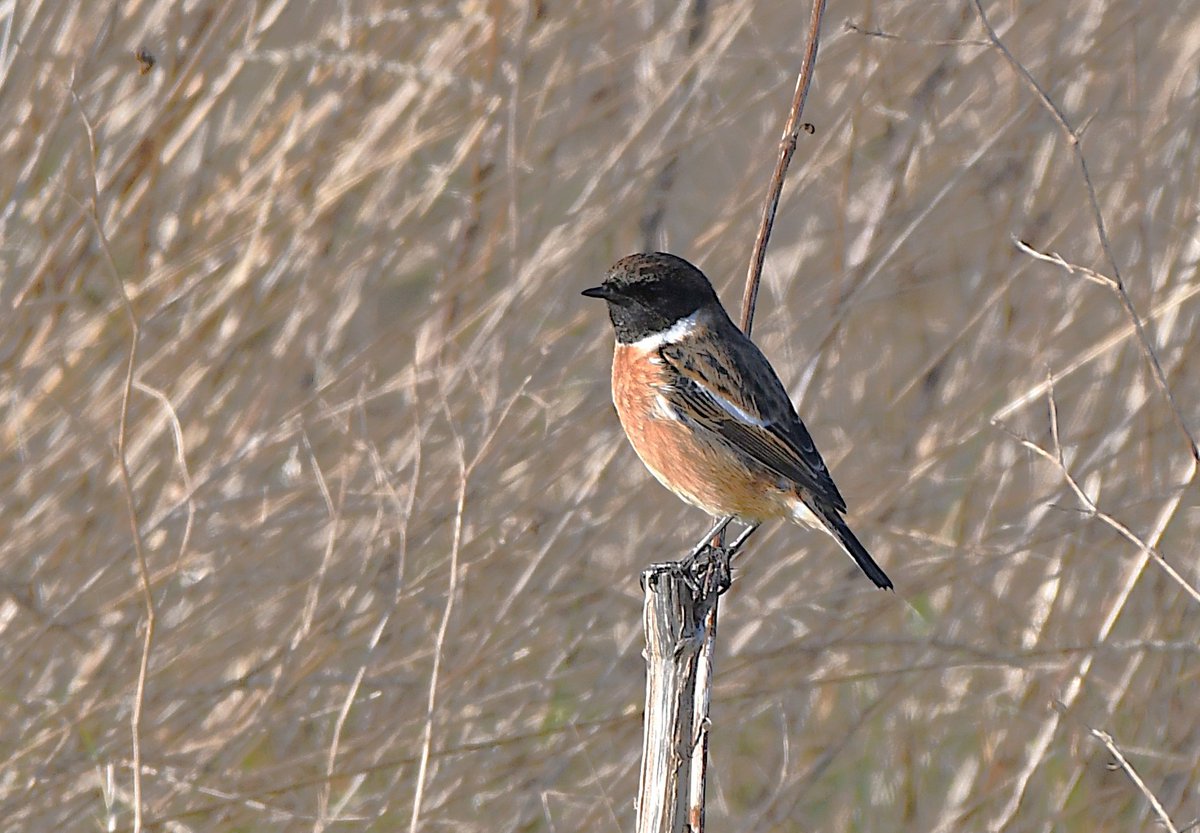 The wintering pair of Stonechats at Woodoaks Farm were typically obliging today. #hertsbirds #londonbirds <a href="/FarmWoodoaks/">Woodoaks Farm</a>