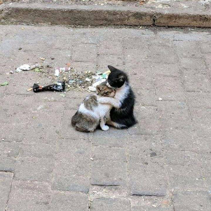 +من بازم ریدم
-فدای سرت عزیزم،بیا بغلم.