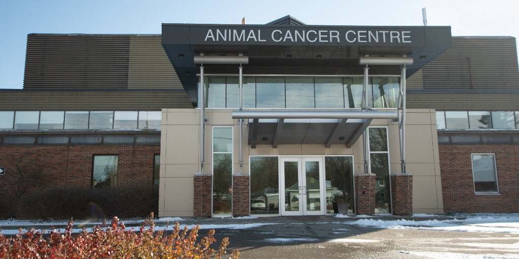 Ontario Veterinary College (@ontvetcollege) on Twitter photo Can microRNAs transform cancer care for pets and humans? Dr. Geoff Wood in the dept. of <a href="/OVCPathobiology/">OVC Pathobiology</a> explores how these molecules could improve diagnosis, prognosis and treatment for dogs with osteosarcomaāand beyond. Read more: ovc.uoguelph.ca/news/node/4214 š¾š§¬ <a href="/UofGuelphNews/">University of Guelph News</a> Can microRNAs transform cancer care for pets and humans? Dr. Geoff Wood in the dept. of <a href="/OVCPathobiology/">OVC Pathobiology</a> explores how these molecules could improve diagnosis, prognosis and treatment for dogs with osteosarcomaāand beyond. Read more: ovc.uoguelph.ca/news/node/4214 š¾š§¬ <a href="/UofGuelphNews/">University of Guelph News</a>