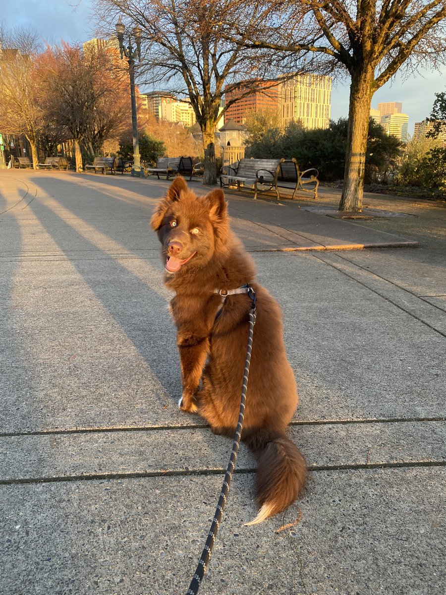 ChocoHIHusky's tweet photo. Wait, I think I’ve been there too.

#husky #huskypuppy #brownhusky #chocolatehusky #redhusky #puppy #puppylove #puppygram #puppylife #puppyoftheday #dog #dogsofinstagram #portland #oregon https://t.co/CAJOesBuqd