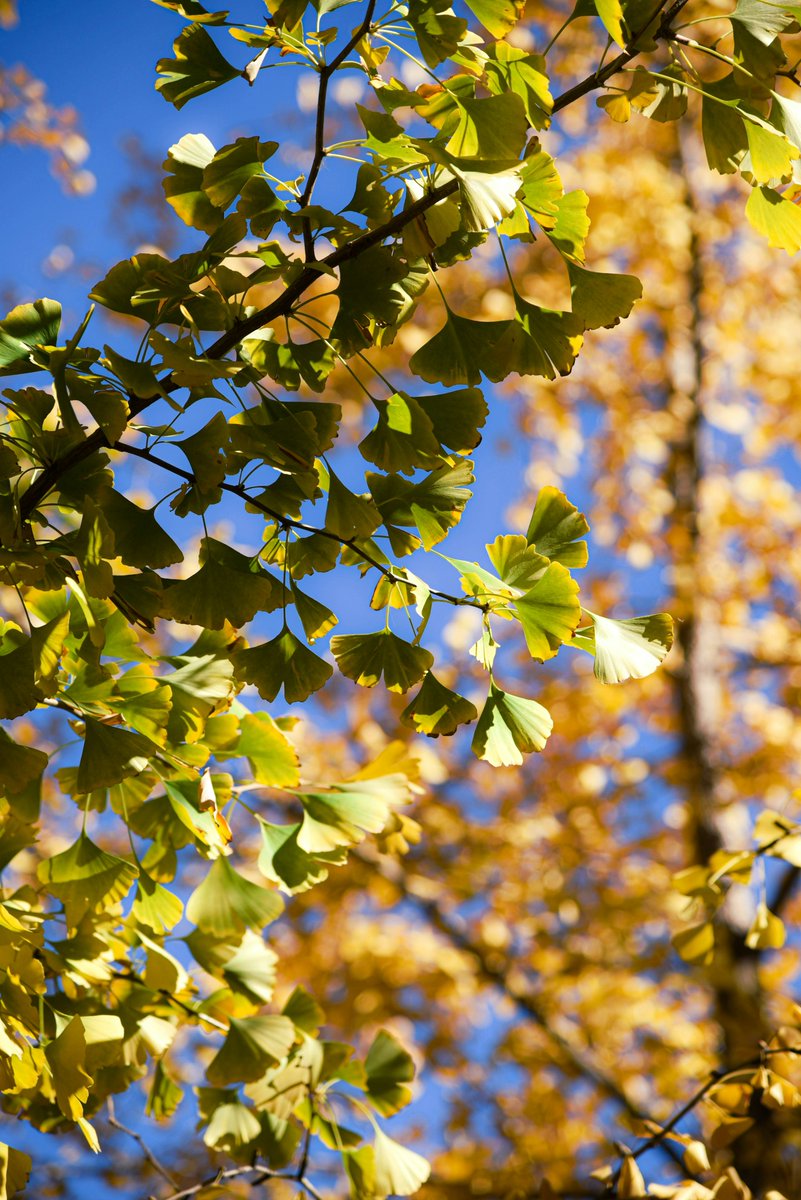 #TreeTuesday Happy New Year from the Irish Tree Explorers Network! What better way to ring it in than to celebrate the Ginkgo Biloba tree, which in addition to its medicinal and cultural significance, is also a symbol of hope, resilience &amp; peace: tinyurl.com/3b57zd4k