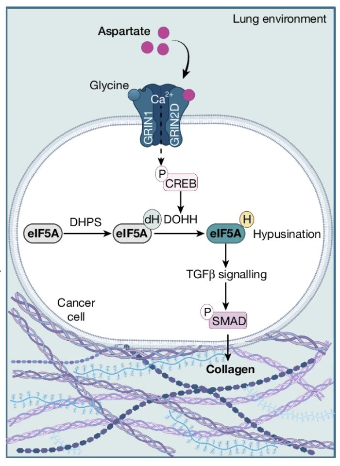 Lasker Foundation (@laskerfdn) on Twitter photo Scientists <a href="/vib_ccb/">CCB_VIB_KUL</a> found that aspartate, a biosynthesis metabolite, functions in the lung environment as an extracellular signaling molecule to promote aggressiveness of metastases in mice and patients. ow.ly/Ha0y50UzrBA Scientists <a href="/vib_ccb/">CCB_VIB_KUL</a> found that aspartate, a biosynthesis metabolite, functions in the lung environment as an extracellular signaling molecule to promote aggressiveness of metastases in mice and patients. ow.ly/Ha0y50UzrBA