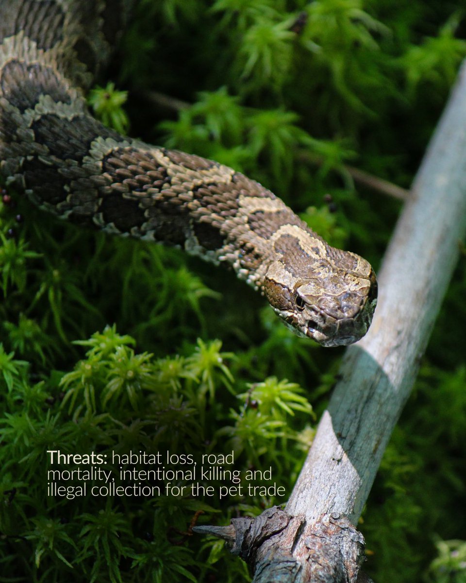 Species appreciation post💚

As Ontario’s only remaining venomous reptile, the massasauga rattlesnake has faced widespread persecution, despite the fact that it poses little threat to public safety.

📸M. Kent, Crowley, C. Fournier.