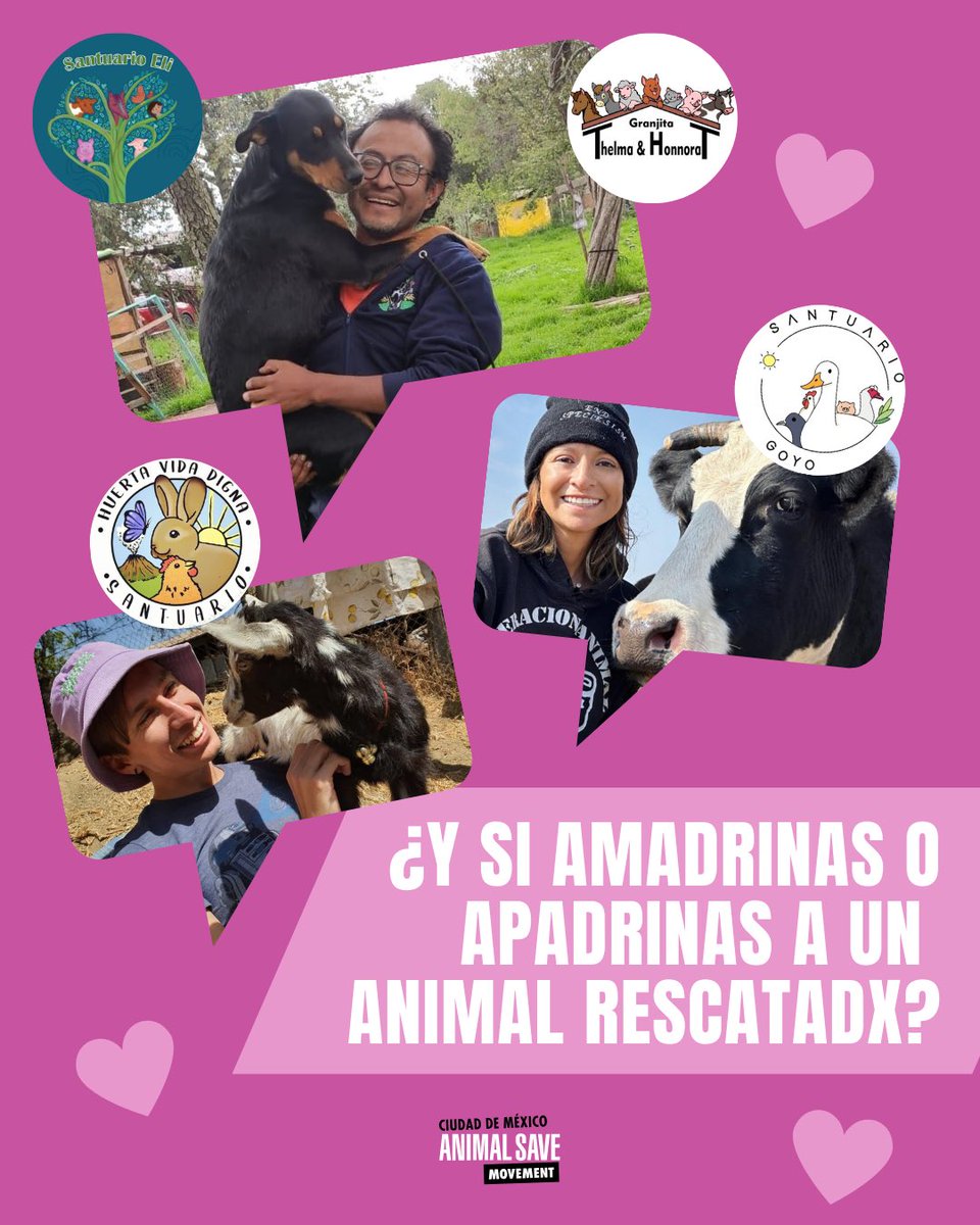 CDMX Animal Save tweet media