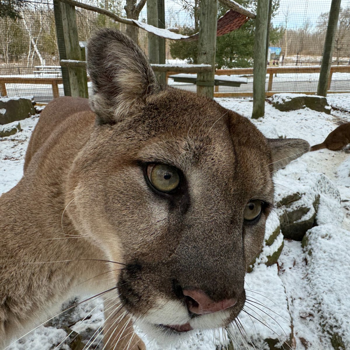 The Toronto Zoo tweet media