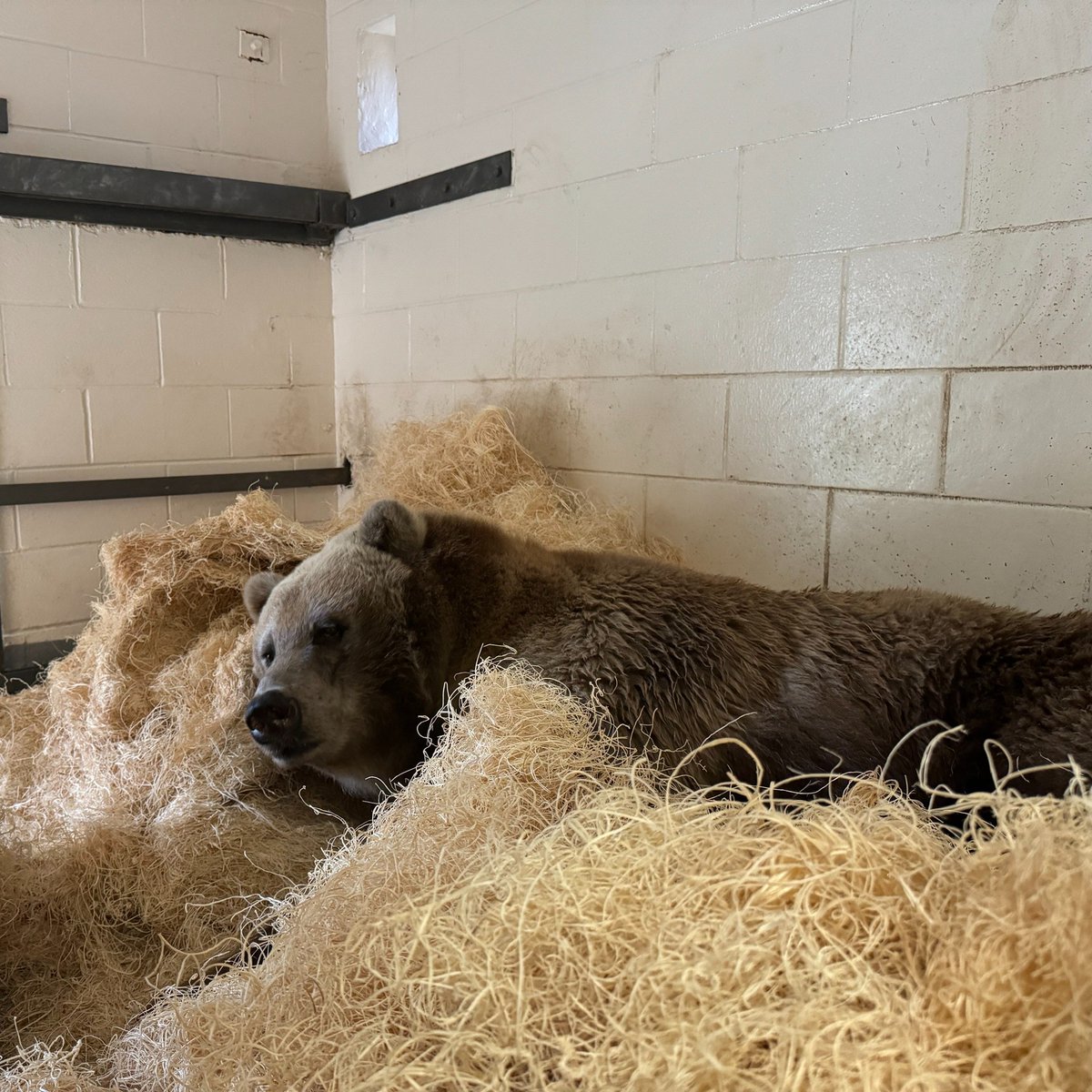 The Toronto Zoo tweet media