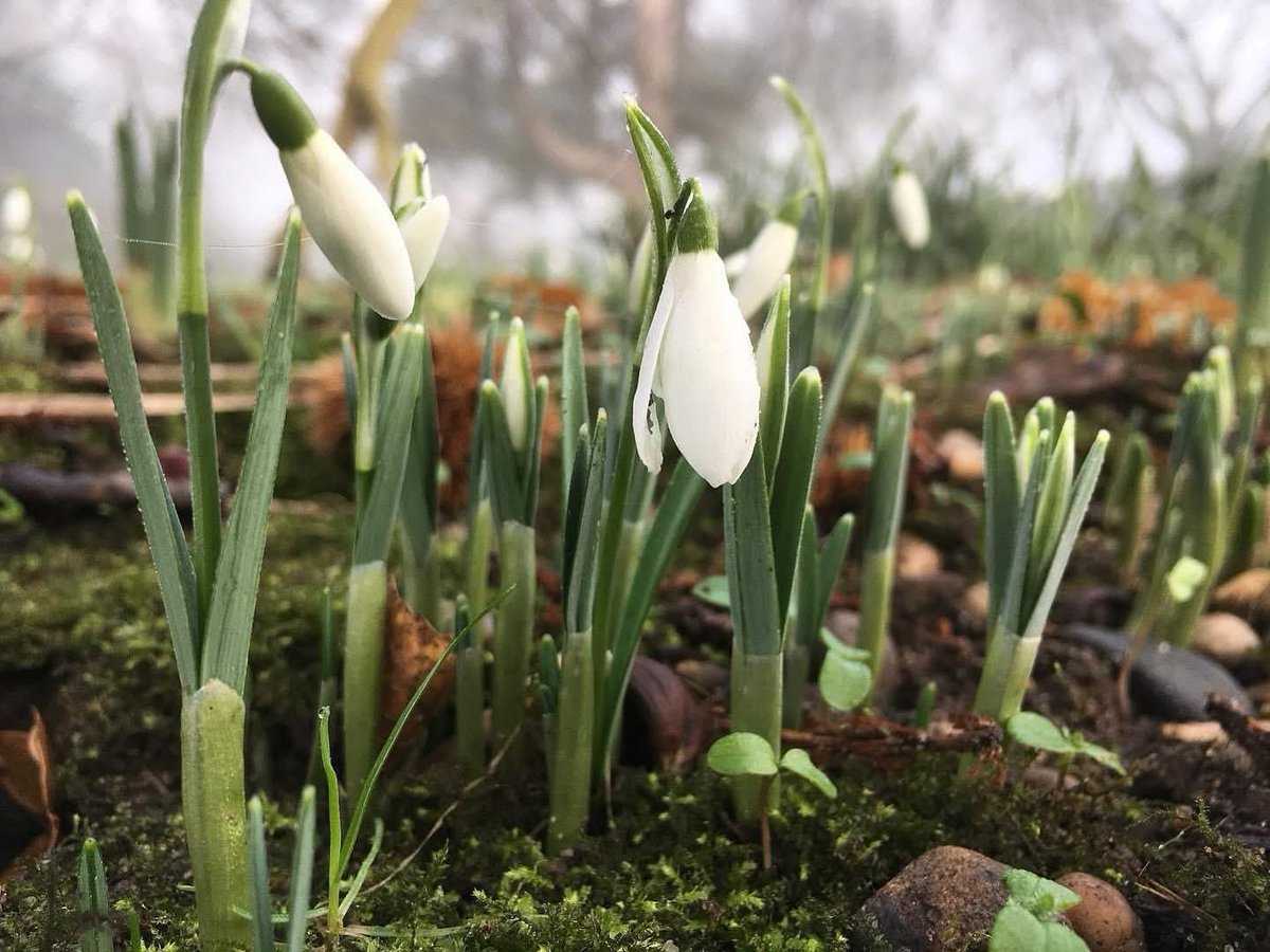 Signs of #spring are emerging beneath the ancient sweet chestnut trees as the first brave #snowdrops dare to peek through the frosty earth 🌱 

Our #gardens reopen for the Spring Bulb Pageant from 5 February: doddingtonhall.com/event/spring-b…